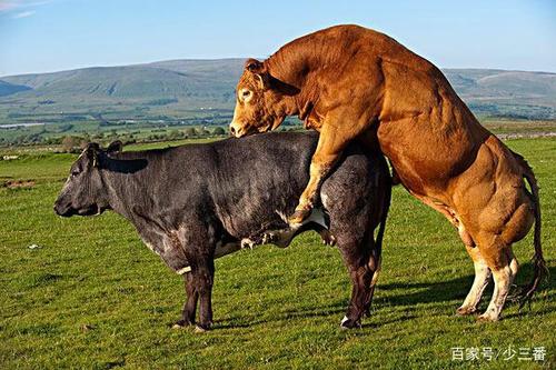 公牛生的母牛还能配吗