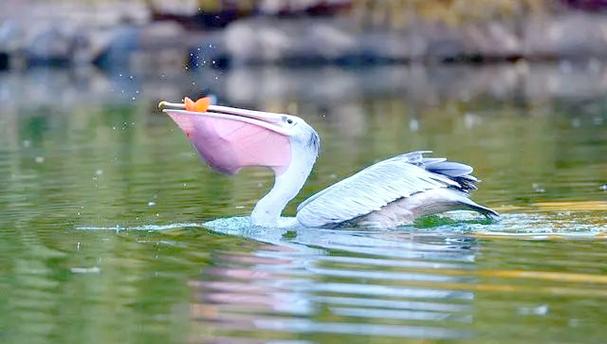 鹈鹕真的什么都吃吗