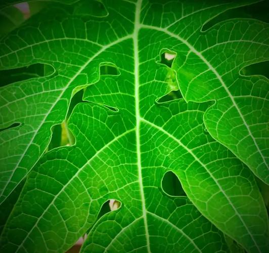 2021世界杯赛鸽专环，这抹绿色，赛场上最亮的星！