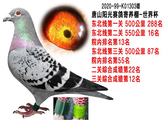 2020世界杯赛鸽足环：飞翔的荣耀，镌刻的传奇